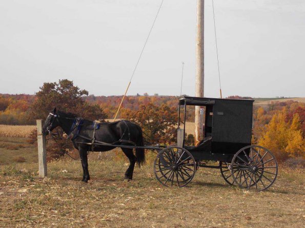 Amish Horse & Buggy