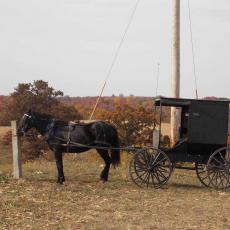 Amish Horse & Buggy