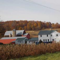 Amish Farm
